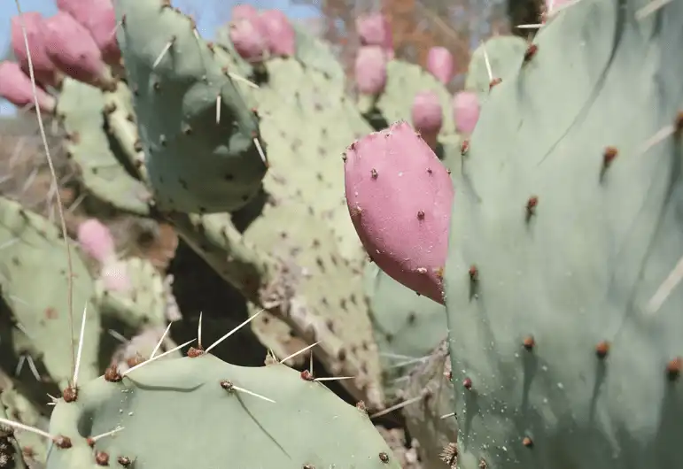Prickly Pear Extract for Skin Care: Natural Antioxidant Support